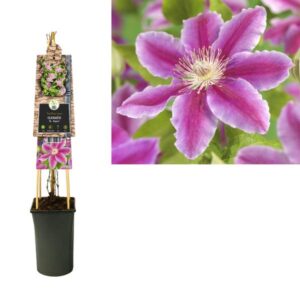 Clematis 'Dr. Ruppel' +3.0 Label - Ø17cm - ↕75cm