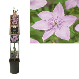 Clematis 'Hagley Hybrid' +3.0 Label - Ø23cm - ↕115cm