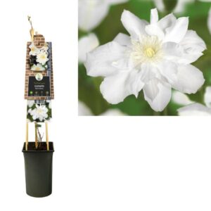 Clematis 'Sylvia Denny' +3.0 Label - Ø17cm - ↕75cm