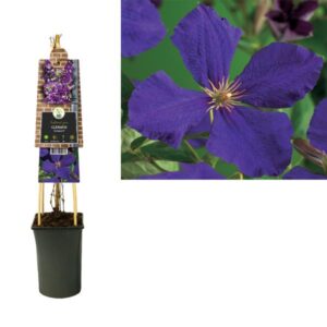 Clematis 'Jackmanii' +3.0 Label - Ø17cm - ↕75cm