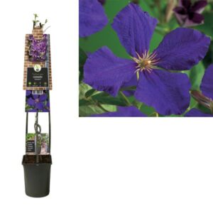 Clematis 'Jackmanii' +3.0 Label - Ø23cm - ↕115cm