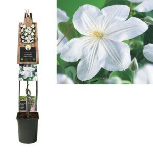 Clematis 'Madame Le Coultre' +3.0 Label - Ø23cm - ↕115cm