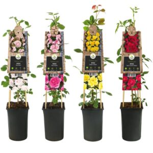 Mixshelf Rosa +3.0 Label - Ø17cm - ↕75cm