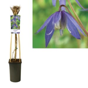 Clematis Alpina +light Label - Ø17cm - ↕75cm