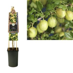 Ribes Uva-crispa 'Invicta' +3.0 Label - Ø17cm - ↕75cm