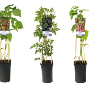 Mixshelf Fruit,blackberry And Rasberry +light Label - Ø17cm - ↕75cm