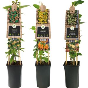 Mixtray Lonicera +3.0 Label - Ø17cm - ↕75cm