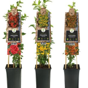 Mixtray Pyracantha +3.0 Label - Ø17cm - ↕75cm