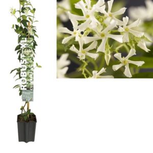 Robust XL Trachelospermum Jasminoides +label - Ø19cm - ↕100cm