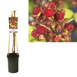 Rubus Phoenicolasius +light Label - Ø17cm - ↕75cm