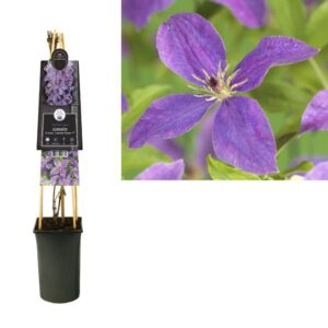 Clematis So Many® Lavender Flowers PBR +3.0 Label - Ø17cm - ↕75cm
