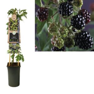 Rubus 'Thornless Evergreen' +3.0 Label - Ø17cm - ↕75cm
