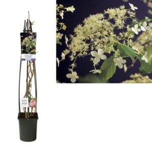 Hydrangea A. 'Petiolaris' +light Label - Ø23cm - ↕115cm