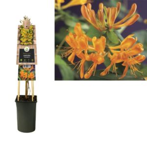 Lonicera Tellmanniana +3.0 Label - Ø17cm - ↕75cm