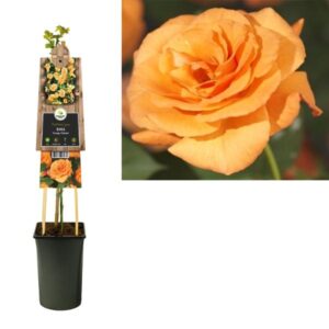 Rosa 'Orange Climber' +3.0 Label - Ø17cm - ↕75cm
