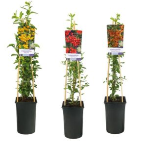 Mixtray Pyracantha +light Label - Ø17cm - ↕75cm