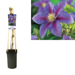 Clematis 'Barbara Jackman' +light Label - Ø17cm - ↕75cm