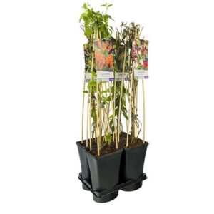 Mixtray Lonicera +light Label - Ø17cm - ↕75cm