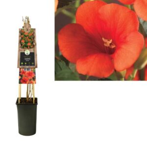 Campsis Radicans +3.0 Label - Ø17cm - ↕75cm