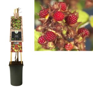 Rubus Phoenicolasius +3.0 Label - Ø17cm - ↕75cm