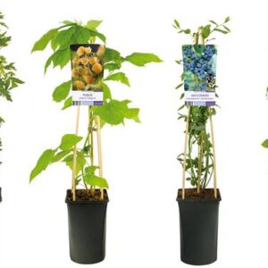 Mix CC Fruit +light Label - Ø17cm - ↕75cm