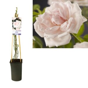 Rosa 'New Dawn' +light Label - Ø17cm - ↕75cm