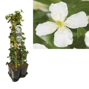 1 M. Privacy Mix Hedera + Clematis Montana 'Grandiflora' +label - Ø17cm - ↕90cm