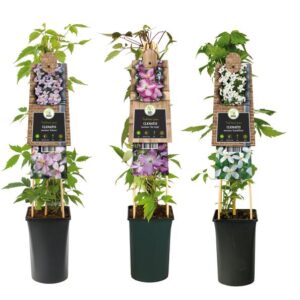 Mixshelf Clematis Montana +3.0 Label - Ø17cm - ↕75cm