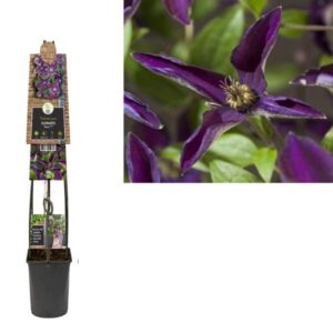 Clematis Noora PBR +3.0 Label - Ø23cm - ↕115cm