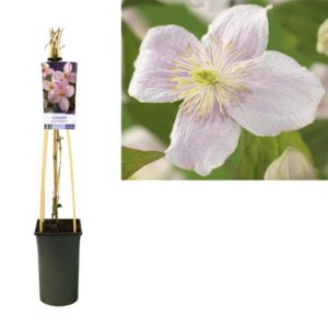 Clematis Montana 'Mayleen' +light Label - Ø17cm - ↕75cm