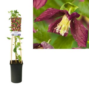 Clematis Cirrhosa 'Landsdowne Gem' +light Label - Ø17cm - ↕75cm