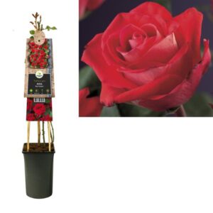 Rosa 'Red Climber' +3.0 Label - Ø17cm - ↕75cm