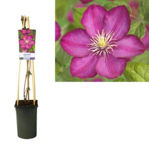 Clematis 'Ville De Lyon' +light Label - Ø17cm - ↕75cm