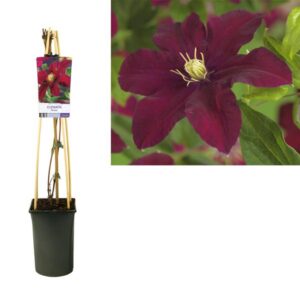 Clematis 'Niobe' +light Label - Ø17cm - ↕75cm
