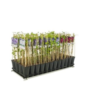 Mixshelf Clematis +light Label - Ø17cm - ↕75cm