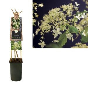 Hydrangea A. 'Petiolaris' +3.0 Label - Ø17cm - ↕75cm