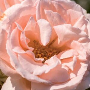 Rosa 'Bride Queen' +3.0 Label - Ø15cm - ↕65cm