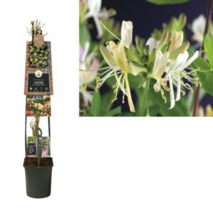 Lonicera Per. 'Belgica Select' +3.0 Label - Ø23cm - ↕115cm