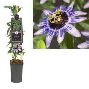 Passiflora 'Damsel's Delight' +3.0 Label - Ø17cm - ↕75cm