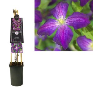 Clematis Jackmanii Purpurea PBR +3.0 Label - Ø17cm - ↕75cm