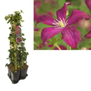 1 M. Privacy Mix Hedera + Clematis Vit. 'Madame Julia Correvon' +label - Ø17cm - ↕90cm