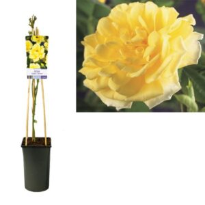 Rosa 'Golden Climber' +light Label - Ø17cm - ↕75cm