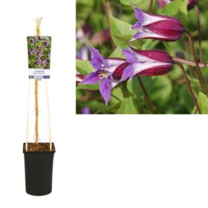 Clematis Prince William PBR +light Label - Ø17cm - ↕75cm