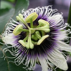 Passiflora 'Edulis' +3.0 Label - Ø17cm - ↕75cm