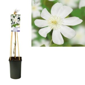 Clematis 'Wada's Primrose' +light Label - Ø17cm - ↕75cm