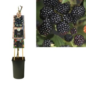 Rubus 'Black Satin' +3.0 Label - Ø17cm - ↕75cm