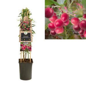 Vaccinium Corymbosum 'Pink Lemonade' +3.0 Label - Ø17cm - ↕75cm