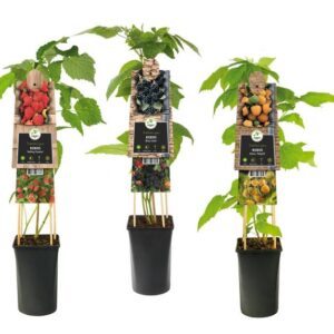 Mixshelf Fruit,blackberry And Rasberry +3.0 Label - Ø17cm - ↕75cm