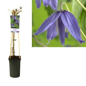 Clematis Macropetala +light Label - Ø17cm - ↕75cm