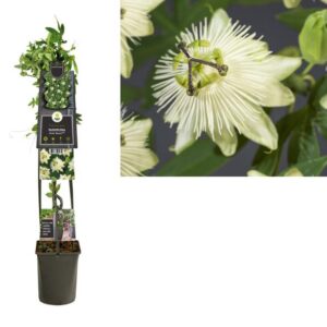 Passiflora 'Snow Queen' PBR +3.0 Label - Ø23cm - ↕115cm
